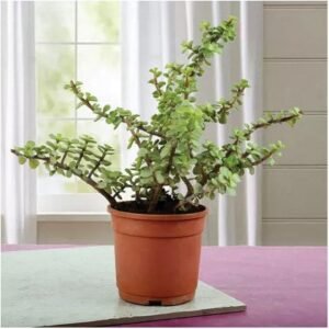 Beautiful Jade Plant