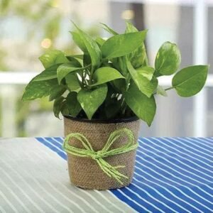 Gift Money Plant for Prosperity