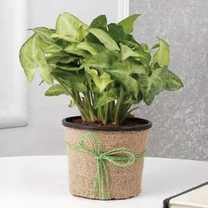 Hue of Green Syngonium Plant