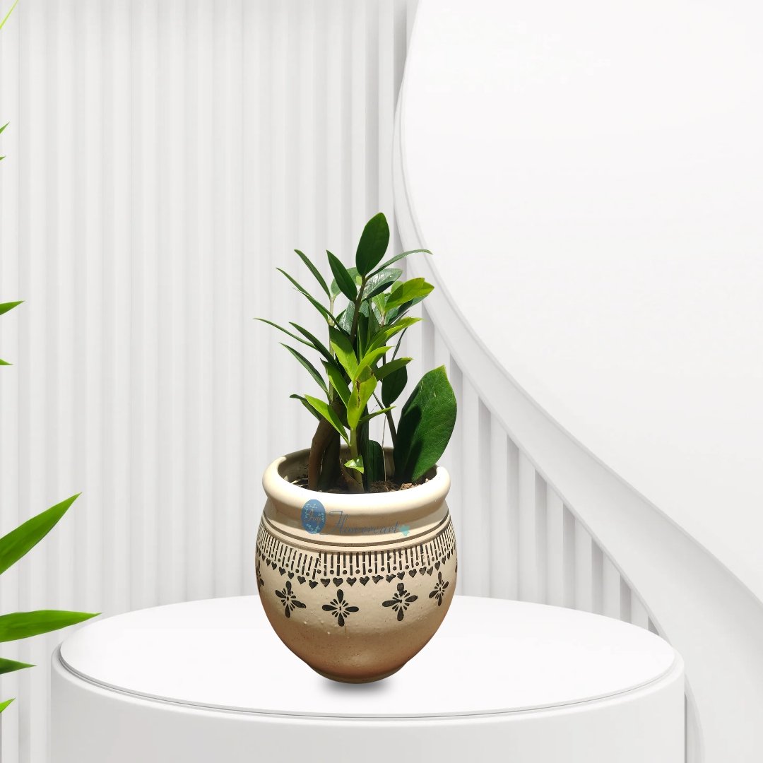 Zen Zamia Plant